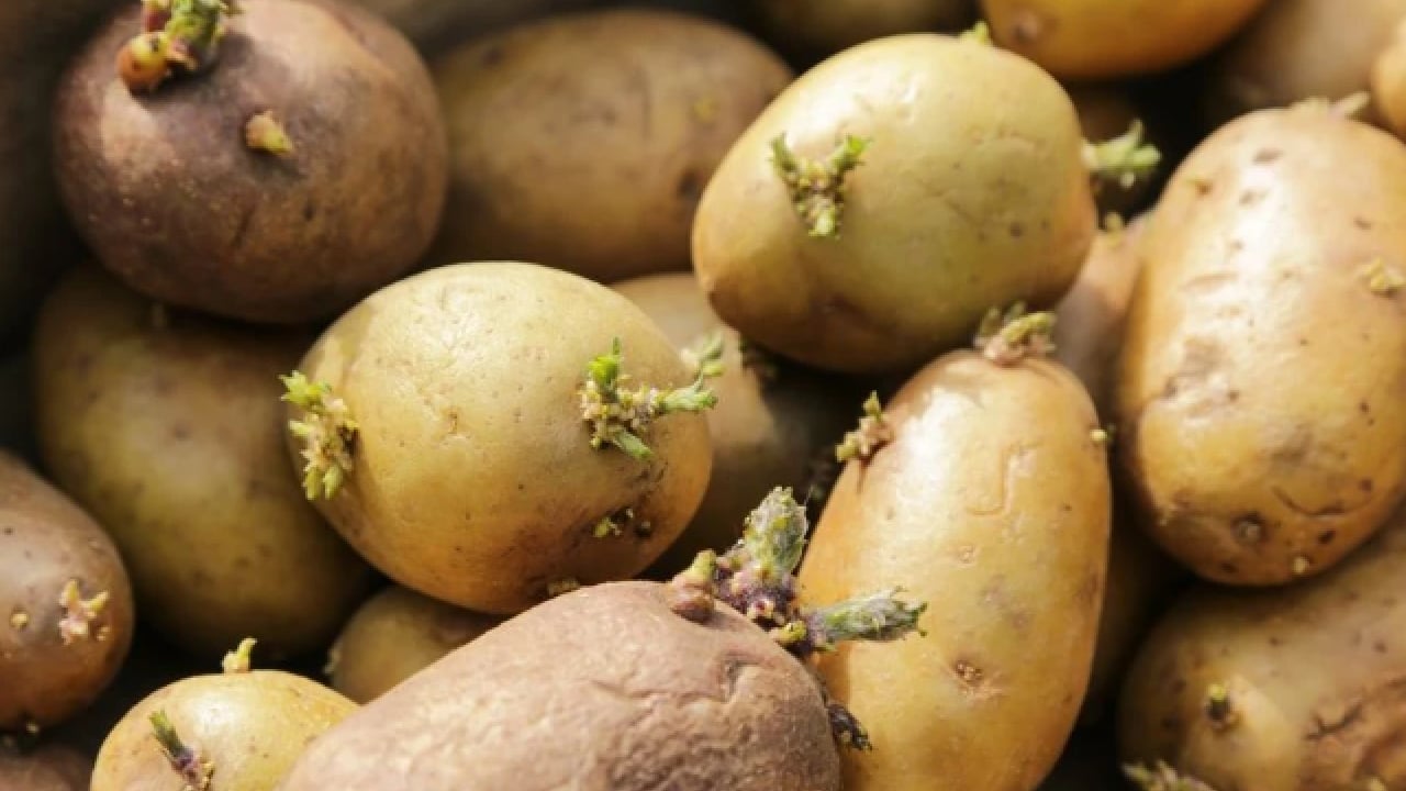 Foto - Deneyince farkını göreceksiniz! Patateslerin filizlenmesini önleyen doğal yöntem