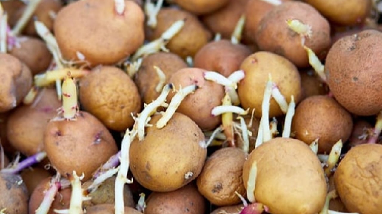 Deneyince farkını göreceksiniz! Patateslerin filizlenmesini önleyen doğal yöntem