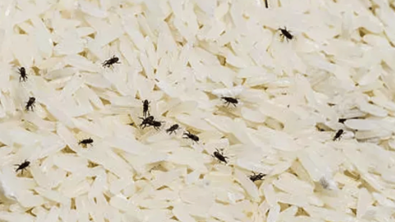 Deneyince farkını göreceksiniz! Pirincin böceklenmesini önleyen doğal yöntem