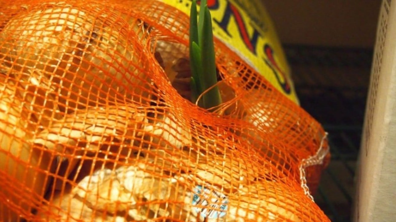 Foto - Deneyince farkını göreceksiniz! Soğanı aylarca filizlenmeden saklamanın yöntemi