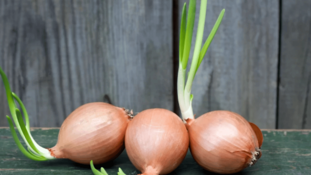 Deneyince farkını göreceksiniz! Soğanların filizlenmesini önleyen püf nokta