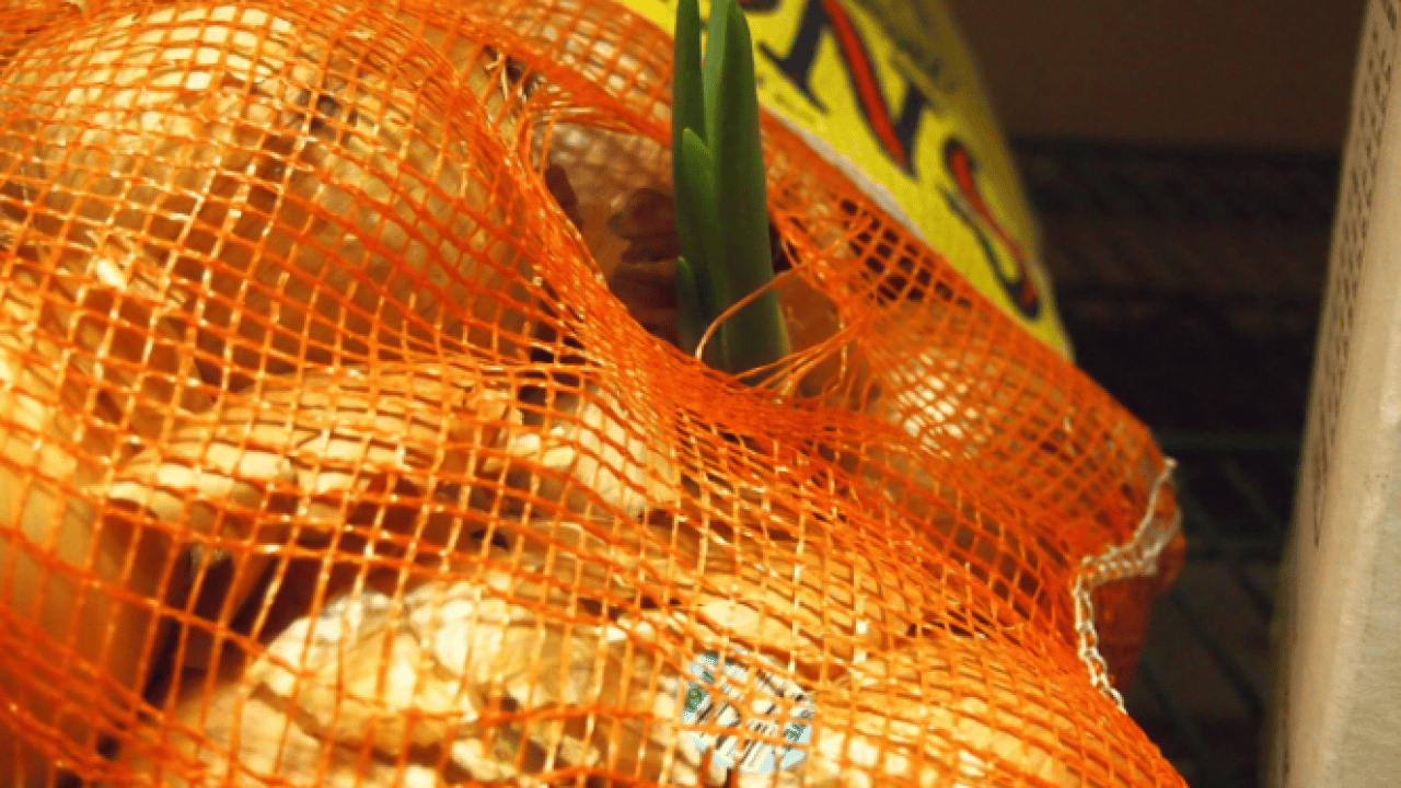 Foto - Deneyince farkını göreceksiniz! Soğanların filizlenmesini önleyen püf nokta