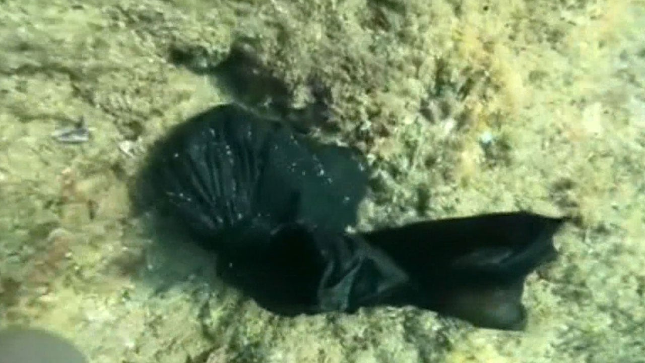 Foto - Denizin altından çıkanlar şaşırttı! Büyü malzemeleri tek tek toplandı