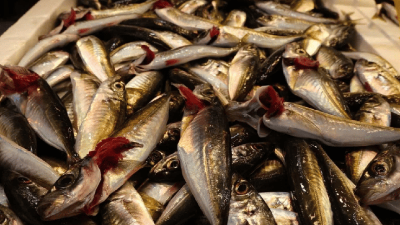 Foto - Denizlerde av yasağı kapıda! Tezgahlar şimdiden hareketlendi