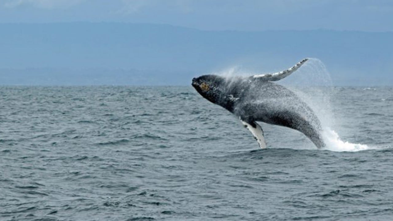Foto - Denizlerde ölümcül virüs!