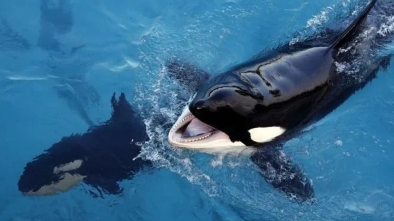 Foto - Denizlerde ölümcül virüs!