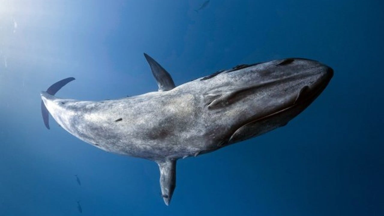 Denizlerde ölümcül virüs!