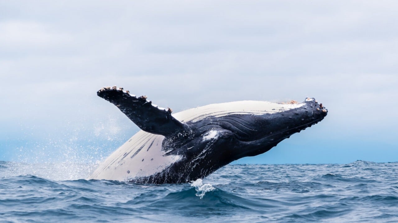 Foto - Denizlerde ölümcül virüs!