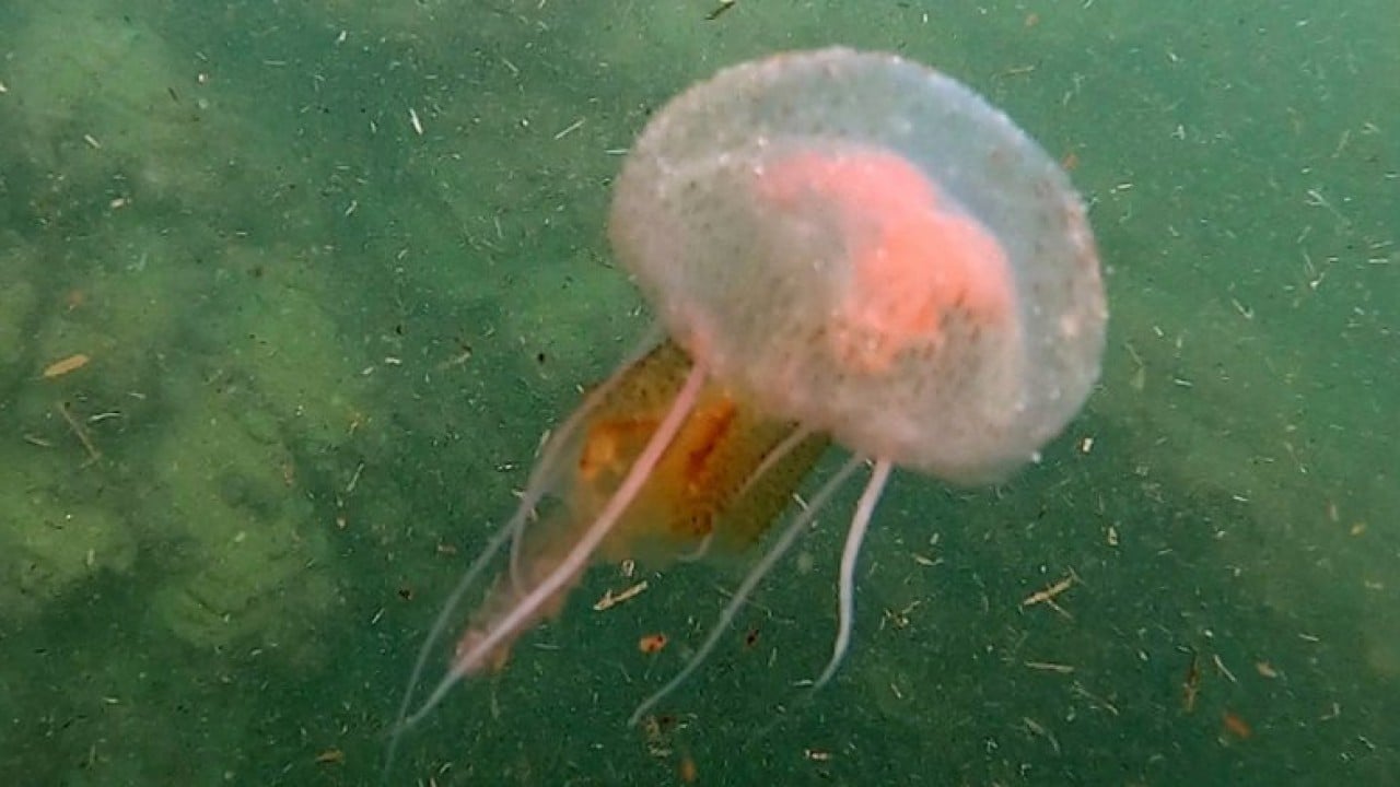 Foto - Denizlerimiz istila altında