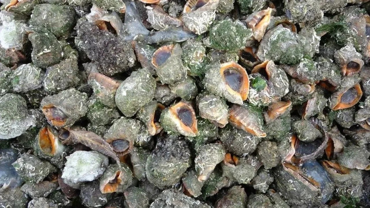 Foto - Denizlerimiz istila altında