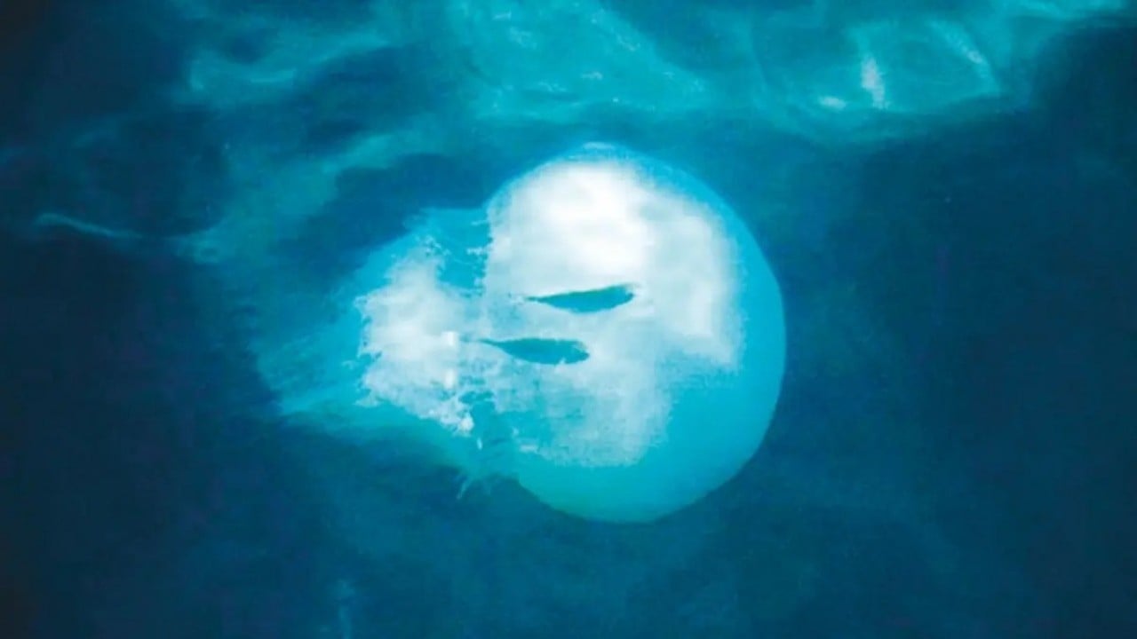 Foto - Denizlerimiz istila altında