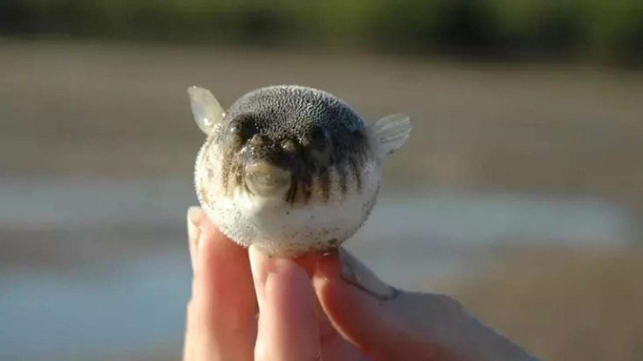 Foto - Denizlerimiz istila altında