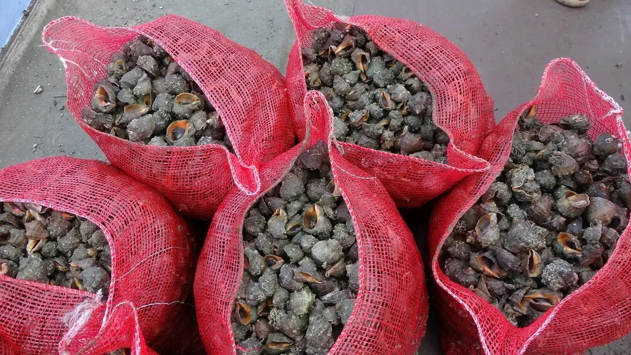 Foto - Denizlerimiz istila altında