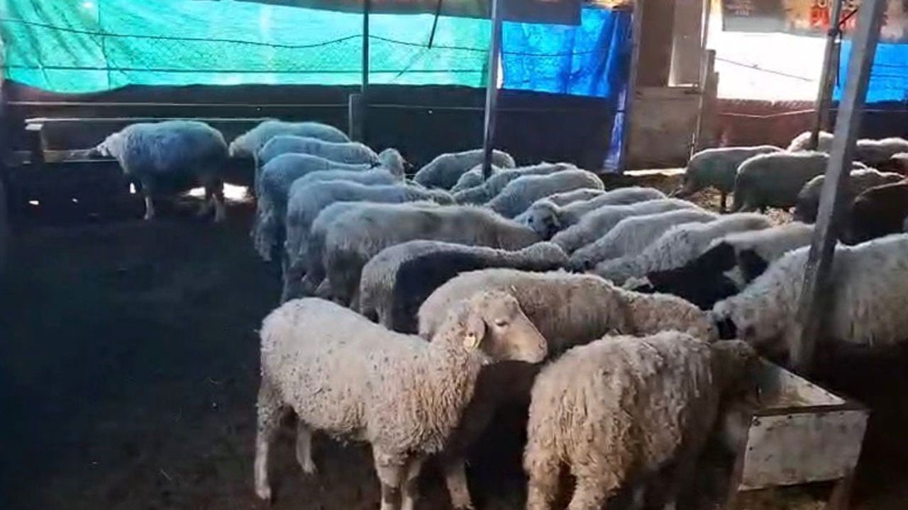 Denizli’de sakız bereketi! 4 koyunla başladılar, sürüye yetişemiyorlar