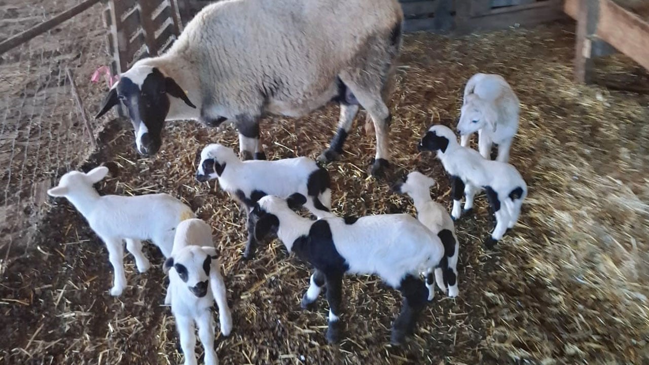 Foto - Denizli’de sakız bereketi! 4 koyunla başladılar, sürüye yetişemiyorlar