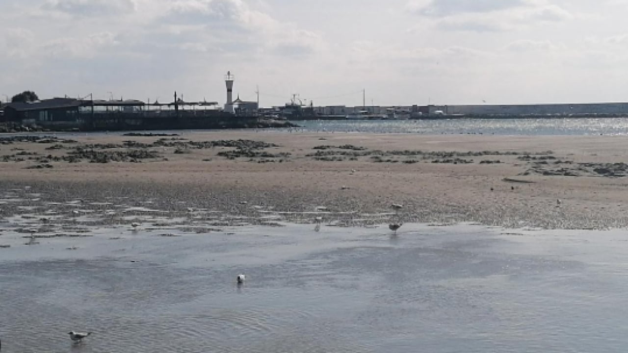 Foto - Silivri'de deniz 200 metre çekildi: Deprem habercisi olabilir mi? 