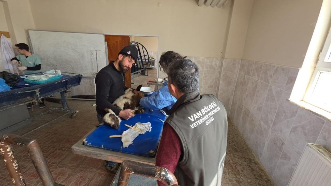 Foto - Deprem sonrası enkazdan çıkarıldılar Yaralı kuzular tedavi sonrası hayata tutundu