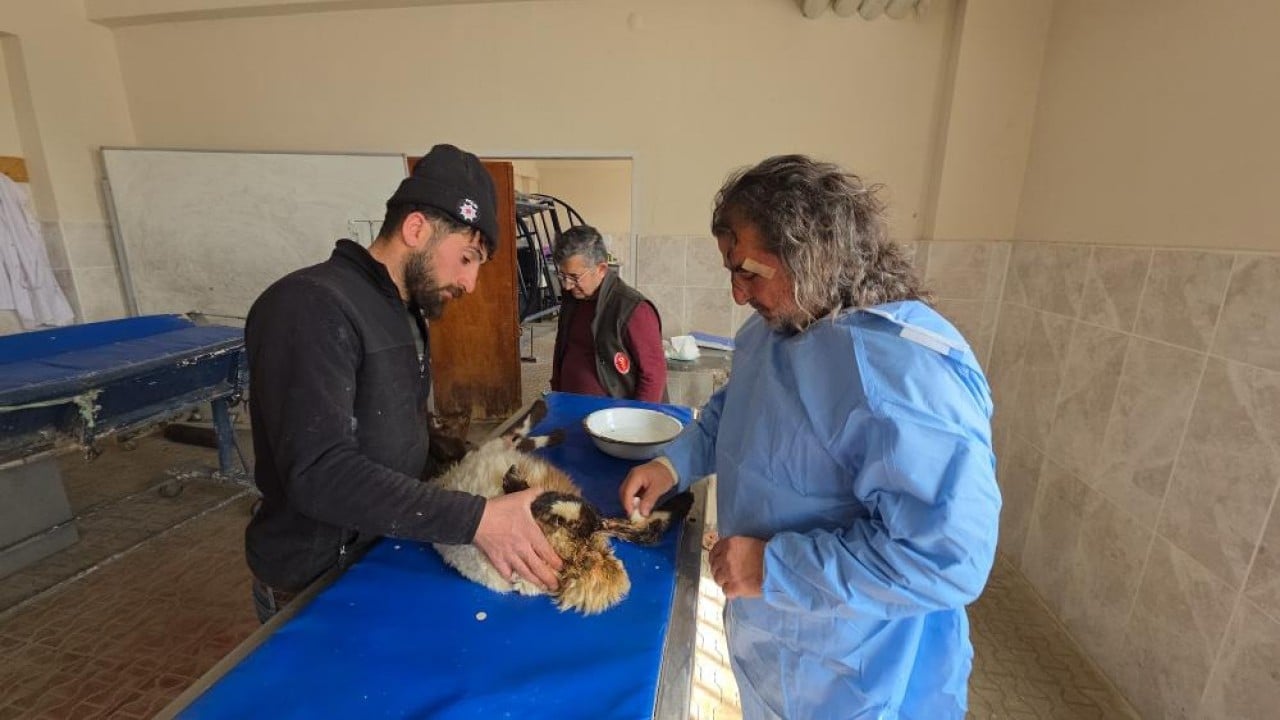 Foto - Deprem sonrası enkazdan çıkarıldılar Yaralı kuzular tedavi sonrası hayata tutundu