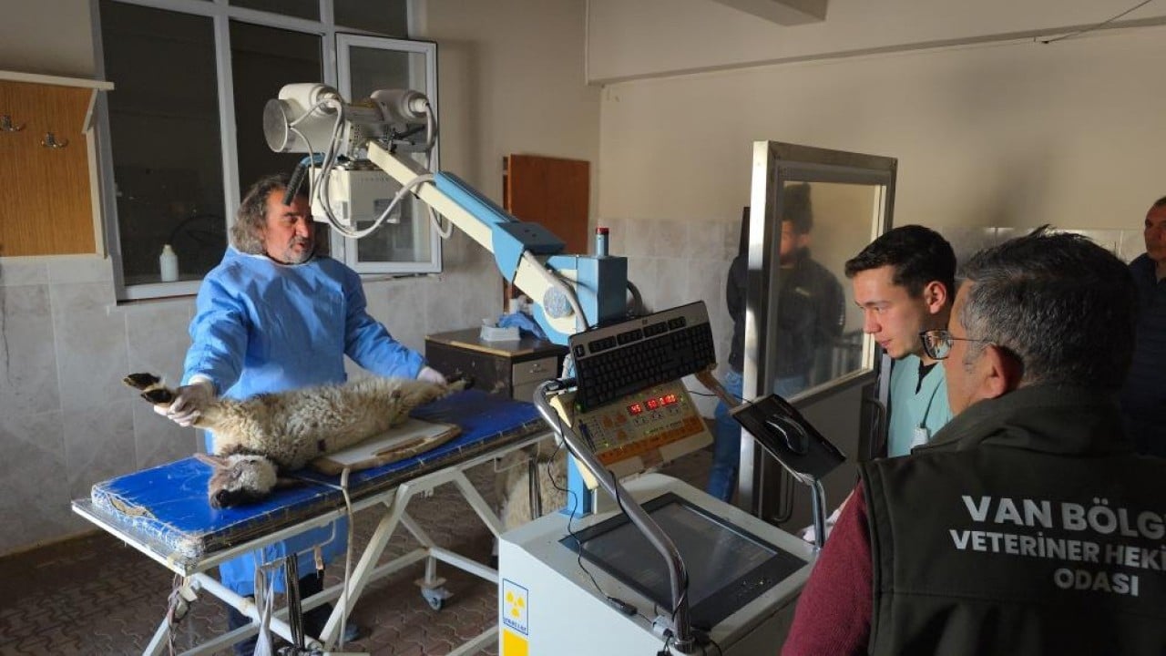 Foto - Deprem sonrası enkazdan çıkarıldılar Yaralı kuzular tedavi sonrası hayata tutundu