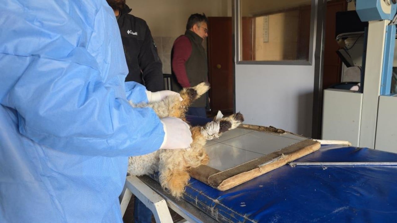 Foto - Deprem sonrası enkazdan çıkarıldılar Yaralı kuzular tedavi sonrası hayata tutundu