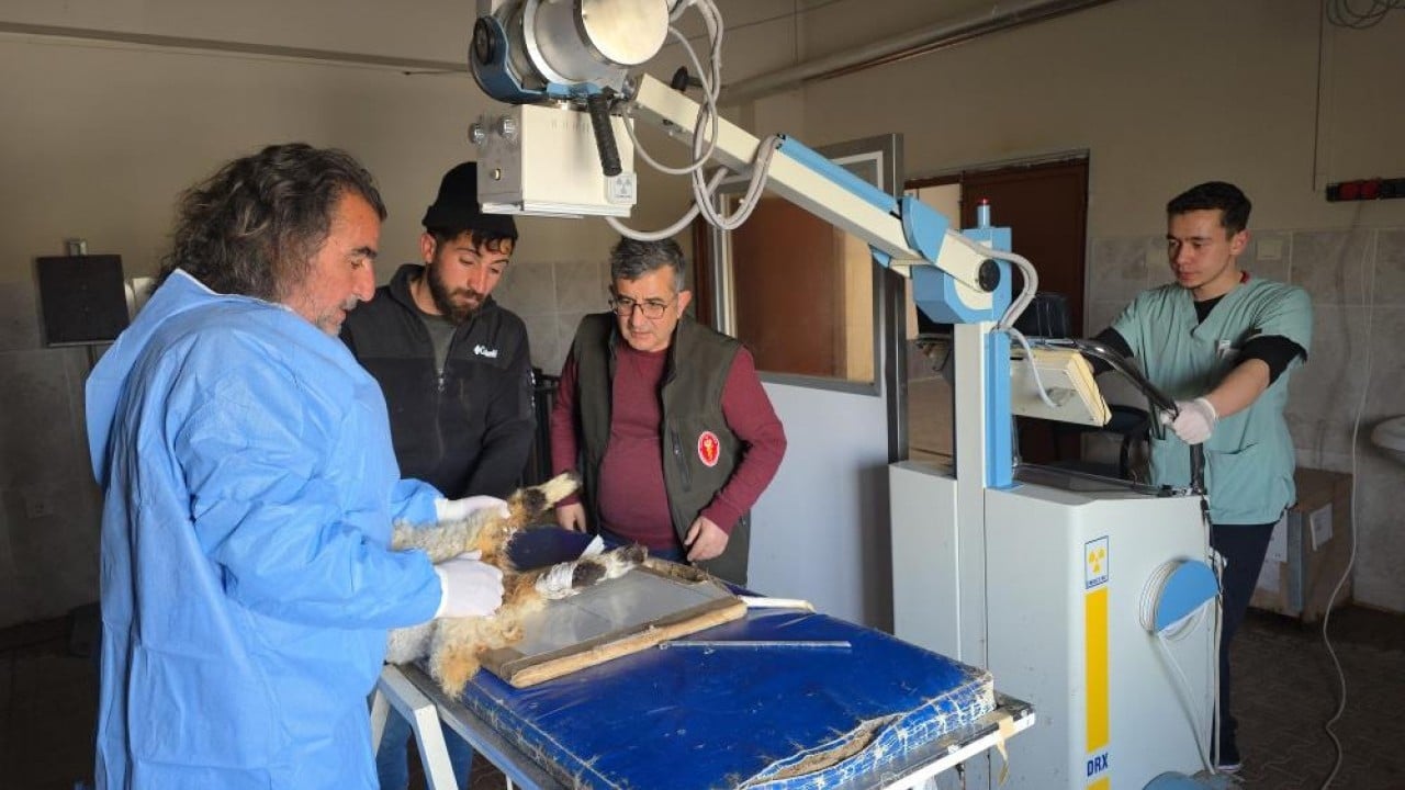 Foto - Deprem sonrası enkazdan çıkarıldılar Yaralı kuzular tedavi sonrası hayata tutundu