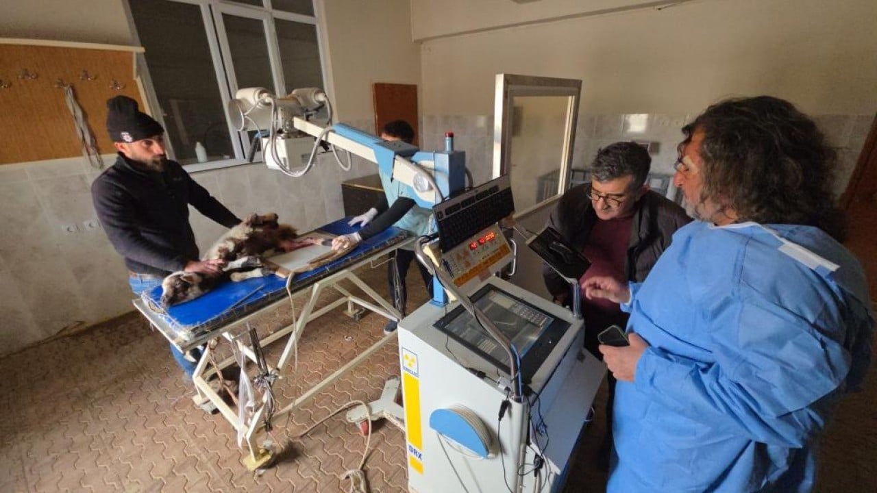 Foto - Deprem sonrası enkazdan çıkarıldılar Yaralı kuzular tedavi sonrası hayata tutundu