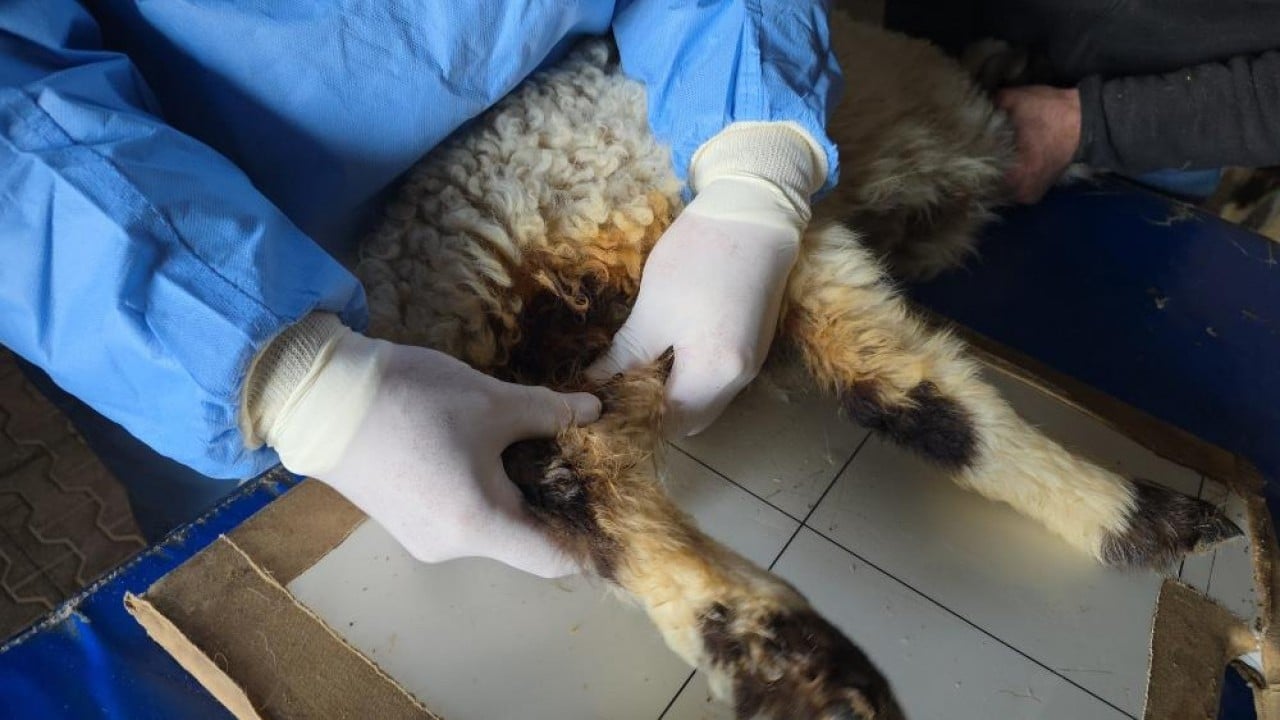 Foto - Deprem sonrası enkazdan çıkarıldılar Yaralı kuzular tedavi sonrası hayata tutundu