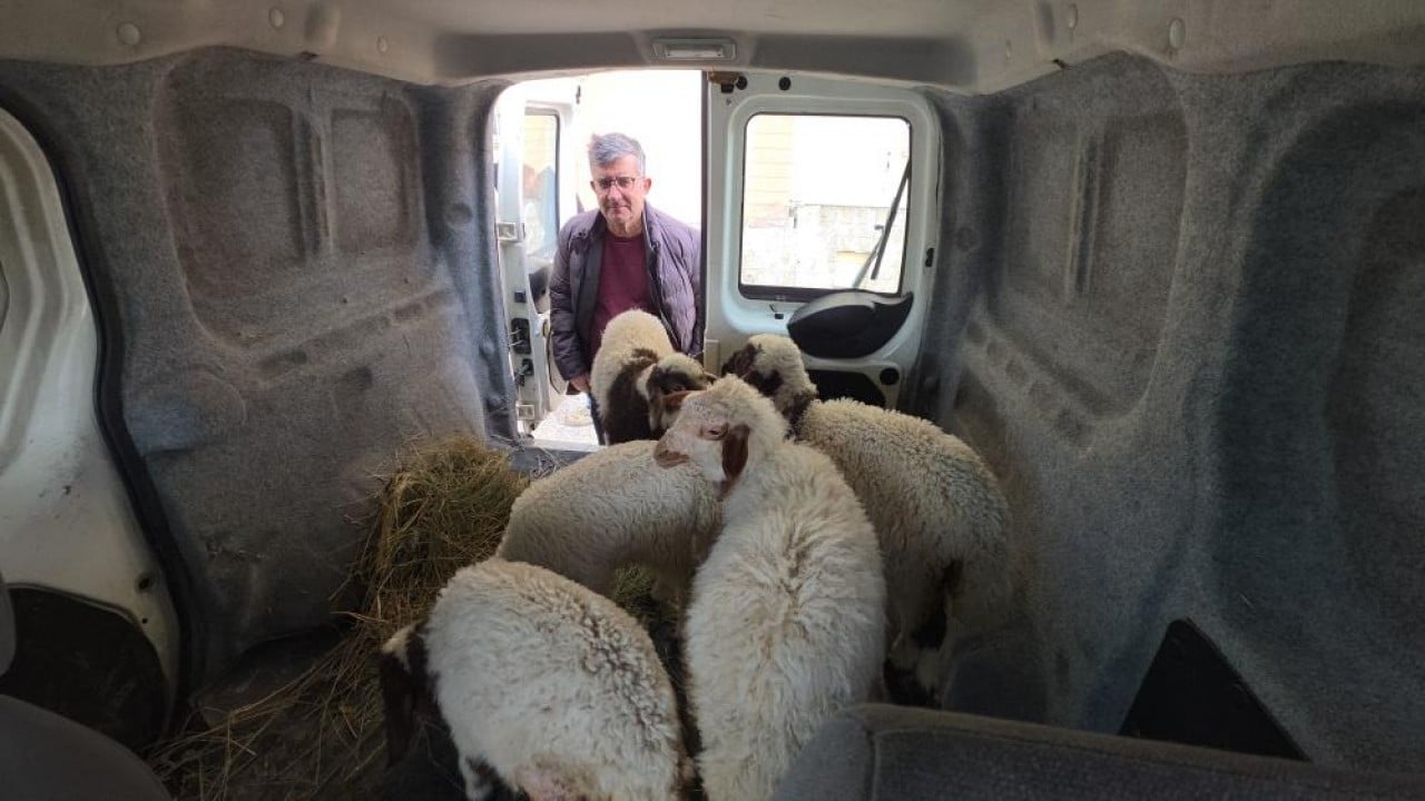 Foto - Deprem sonrası enkazdan çıkarıldılar Yaralı kuzular tedavi sonrası hayata tutundu