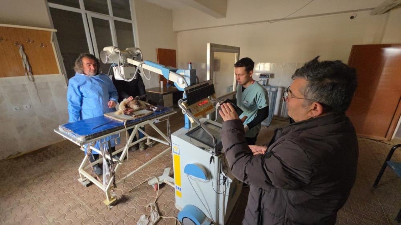 Foto - Deprem sonrası enkazdan çıkarıldılar Yaralı kuzular tedavi sonrası hayata tutundu