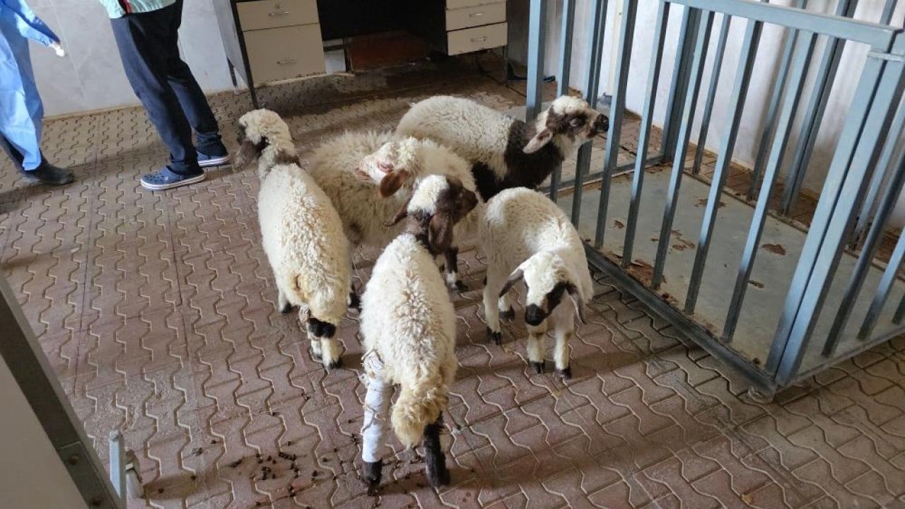 Foto - Deprem sonrası enkazdan çıkarıldılar Yaralı kuzular tedavi sonrası hayata tutundu