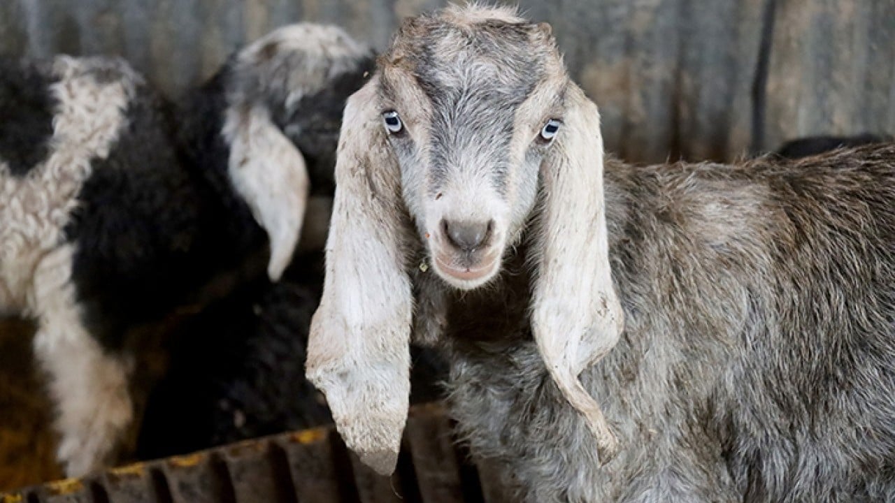 Foto - DepremLe kaybettiğini destekle kazandı