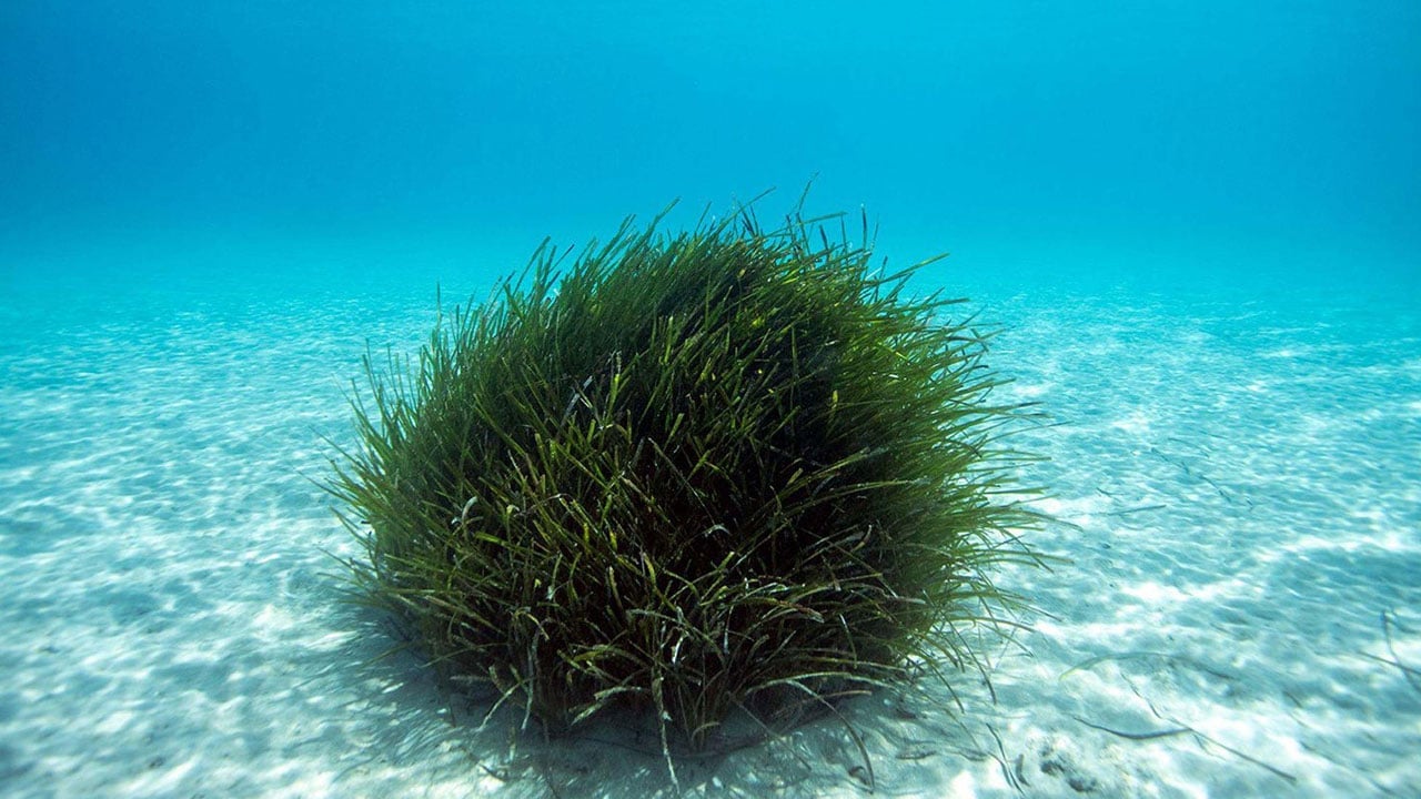 Foto - Dev deniz çayırı kuşağı tespit edildi! Bodrum’un altında saklı hazine