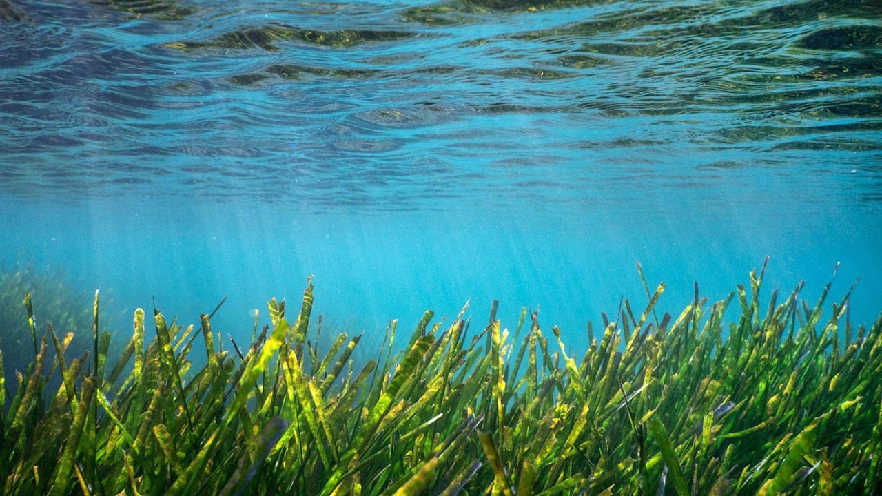 Foto - Dev deniz çayırı kuşağı tespit edildi! Bodrum’un altında saklı hazine