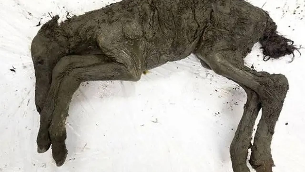  Devasa canlı, 14 bin 400 yıl öncesinden geliyor: Beklenmedik olay... Bilim hakkında kritik bilgileri çıkardı!