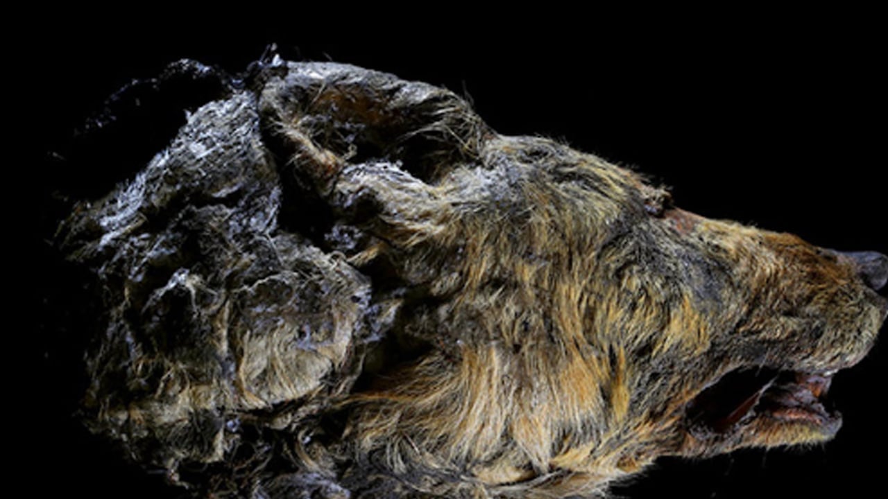 Foto - Devasa canlı, 14 bin 400 yıl öncesinden geliyor: Beklenmedik olay... Bilim hakkında kritik bilgileri çıkardı!