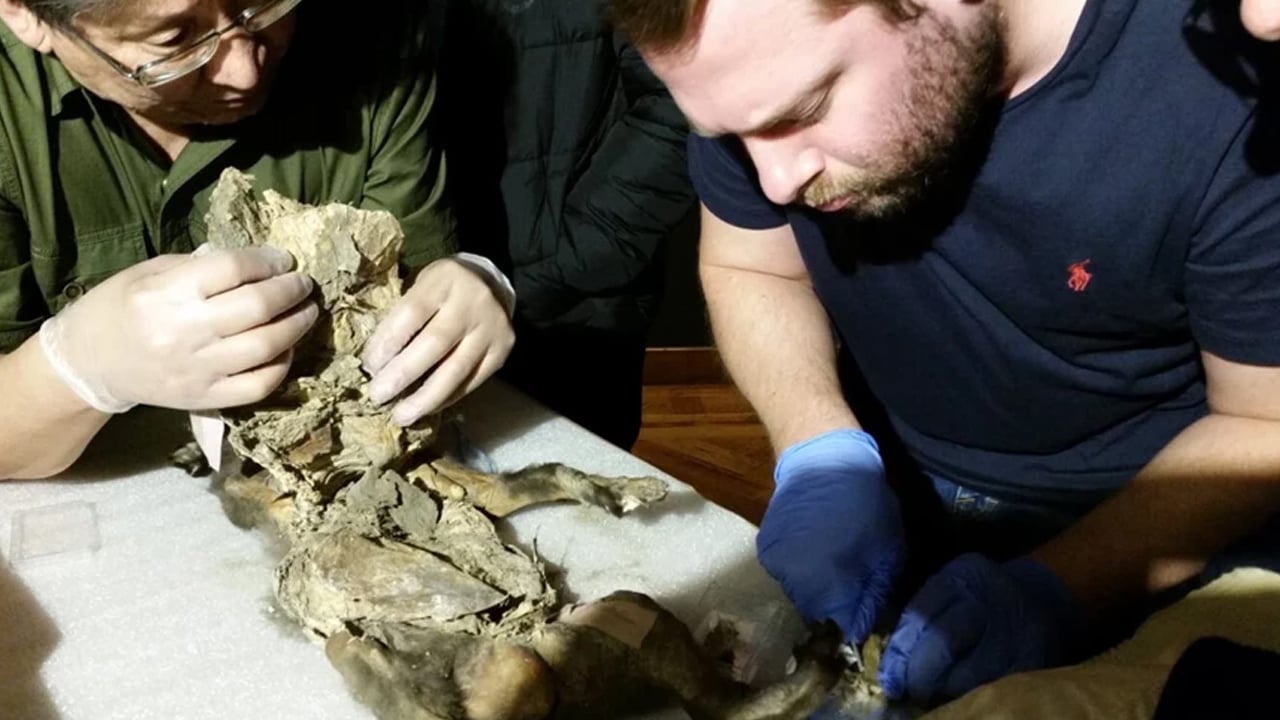 Foto - Devasa canlı, 14 bin 400 yıl öncesinden geliyor: Beklenmedik olay... Bilim hakkında kritik bilgileri çıkardı!