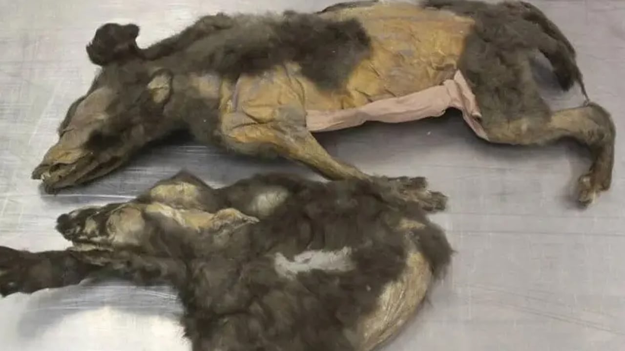 Foto - Devasa canlı, 14 bin 400 yıl öncesinden geliyor: Beklenmedik olay... Bilim hakkında kritik bilgileri çıkardı!