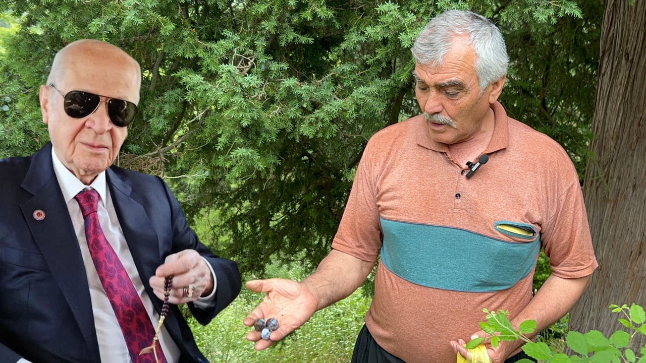 Devlet Bahçeli de bile var! Doğadan toplayıp tanesini bin 500 liraya satıyor...