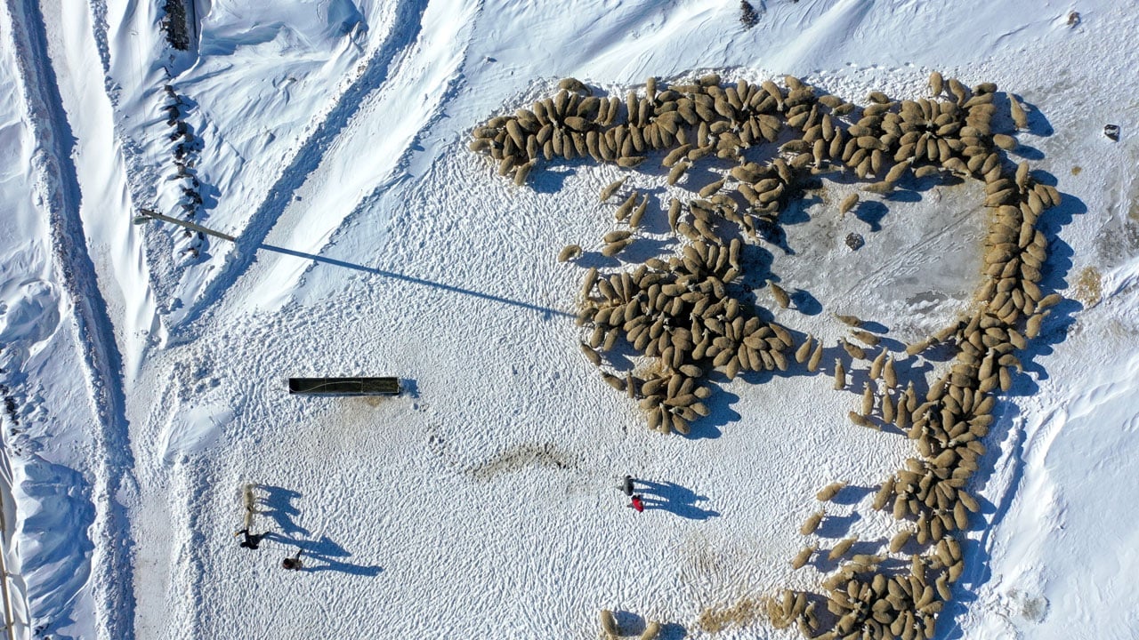 Foto - Devlet desteği aldı! "Başaramazsın" dediler sürüsünü 6 kat büyüttü