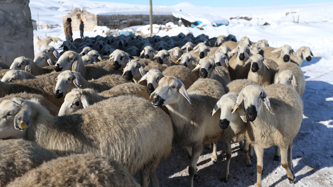 Foto - Devlet desteği aldı! "Başaramazsın" dediler sürüsünü 6 kat büyüttü