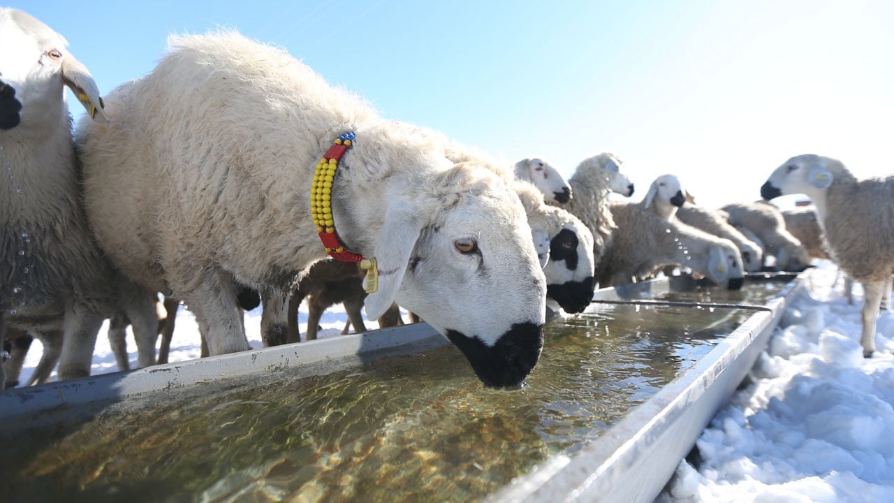 Foto - Devlet desteği aldı! "Başaramazsın" dediler sürüsünü 6 kat büyüttü