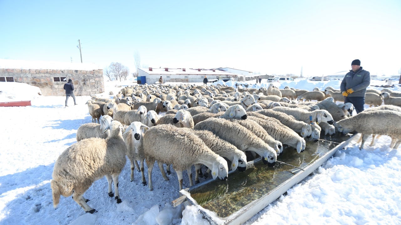 Foto - Devlet desteği aldı! "Başaramazsın" dediler sürüsünü 6 kat büyüttü