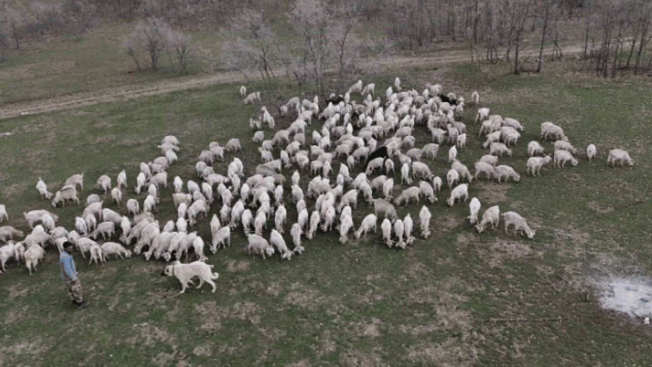 Foto - Devlet desteği ile kurdu! 6 yılda ulaştığı sayı şaşırttı