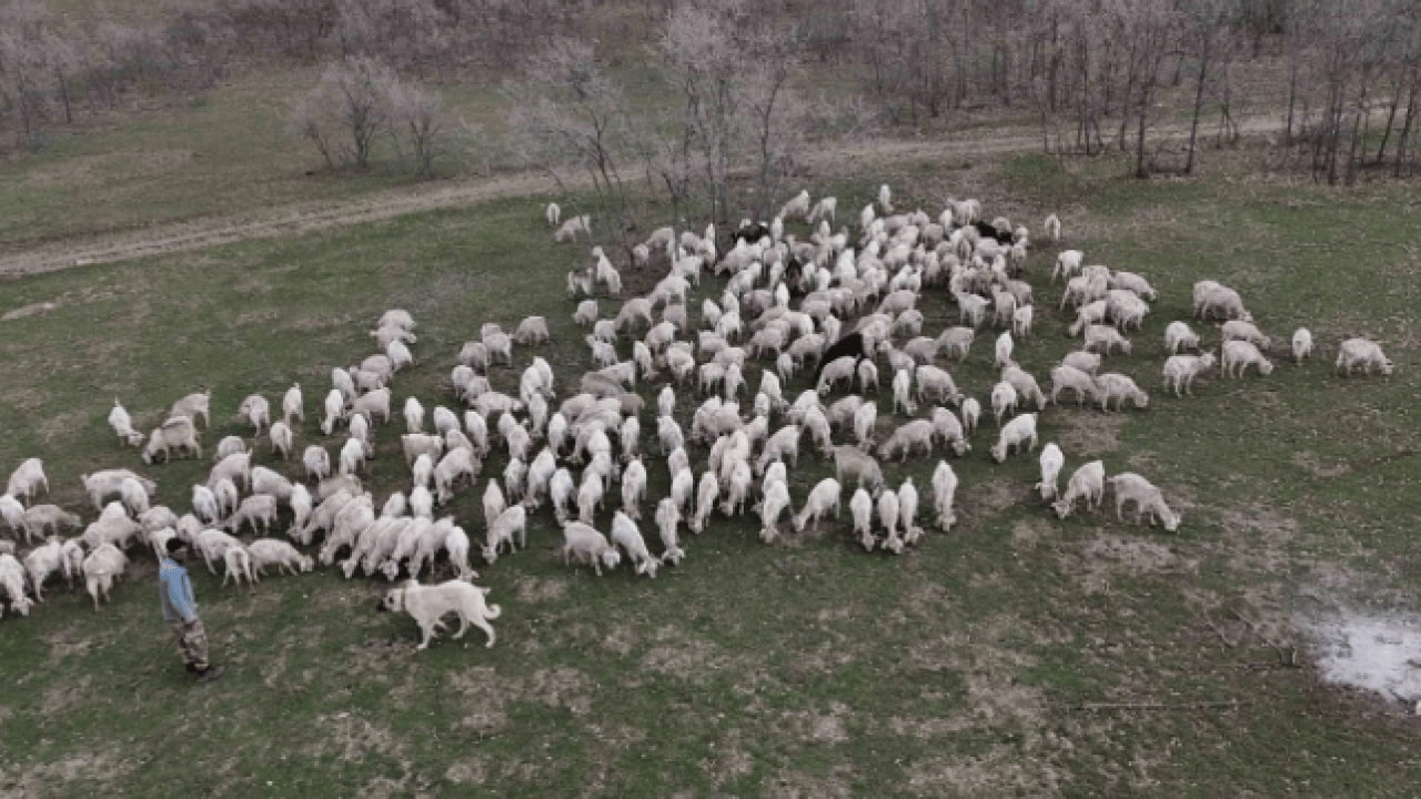 Foto - Devlet desteği ile kurdu! 6 yılda ulaştığı sayı şaşırttı