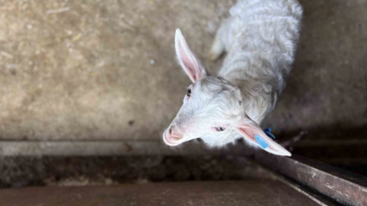Foto - Devlet desteği ile kurdu! 6 yılda ulaştığı sayı şaşırttı