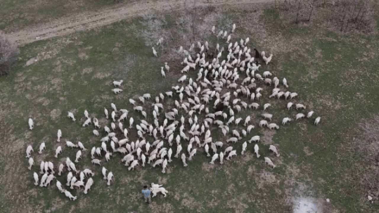 Foto - Devlet desteği ile kurdu! 6 yılda ulaştığı sayı şaşırttı