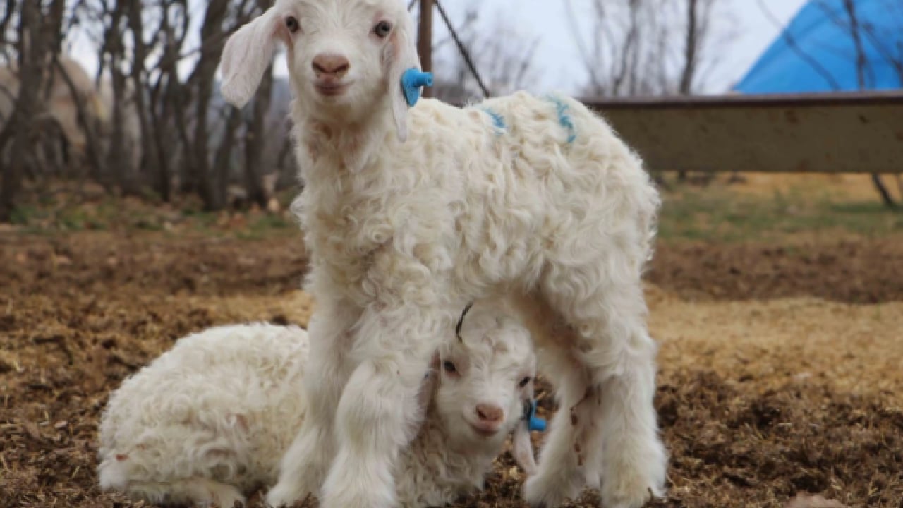 Foto - Devlet desteği ile kurdu! 6 yılda ulaştığı sayı şaşırttı