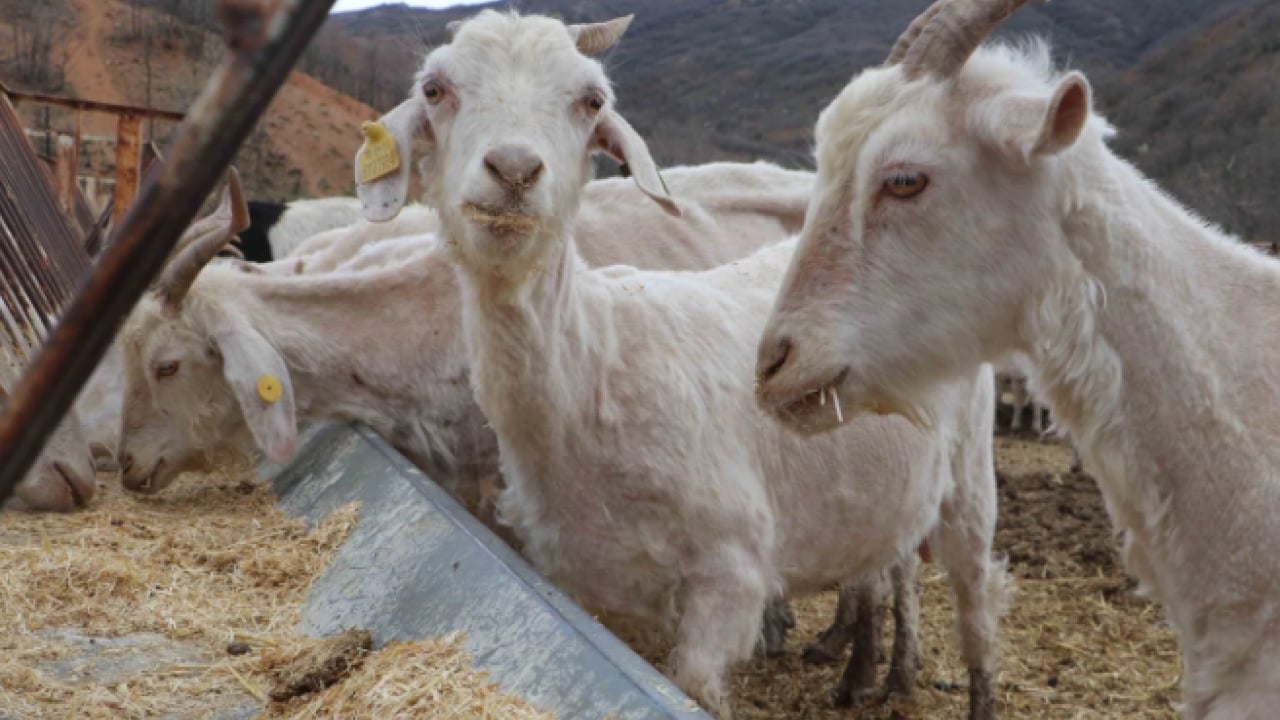 Foto - Devlet desteği ile kurdu! 6 yılda ulaştığı sayı şaşırttı