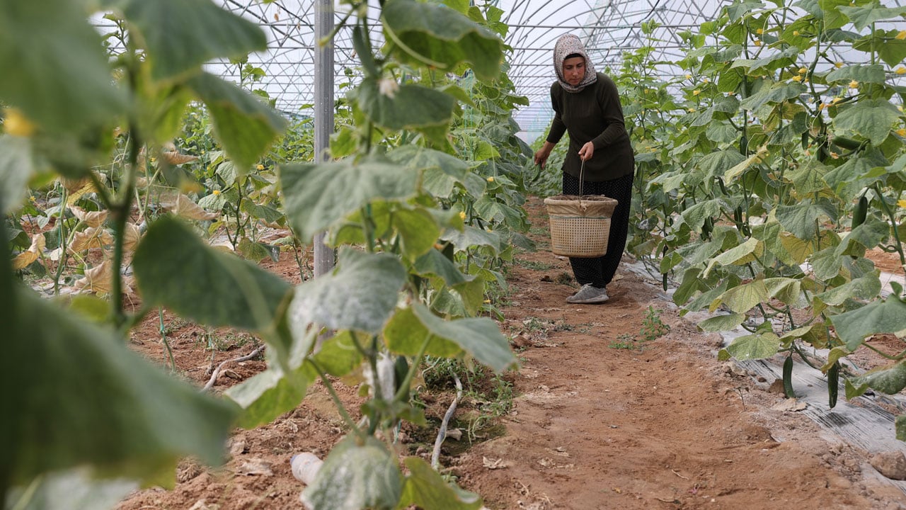 Devlet desteğiyle başladı, 2 yılda 20 dönümlük seraya ulaştı!