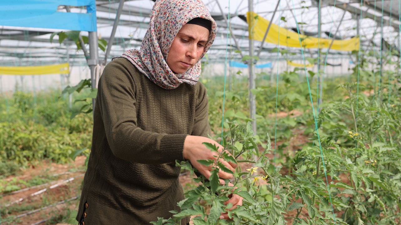 Foto - Devlet desteğiyle başladı, 2 yılda 20 dönümlük seraya ulaştı!